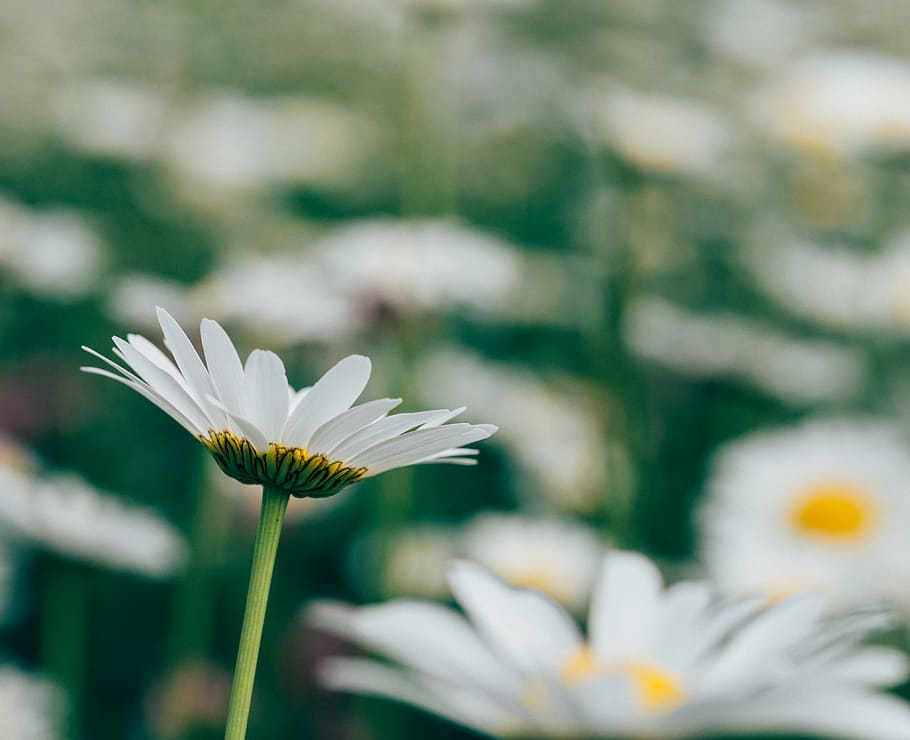 selective, focus photography, white, daisy flower, daisy, flowers, bloom, daytime, daisies, garden
