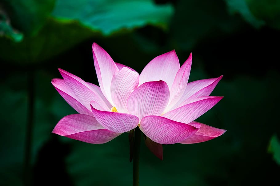 selectivo, fotografía de enfoque, rosa, flor de loto, loto, verano, zen, lago, naturaleza, china