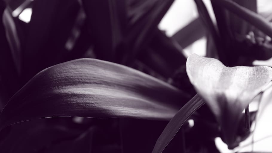 leaves, nature, plant, black and white, light, close-up, freshness, flower, beauty in nature, flowering plant