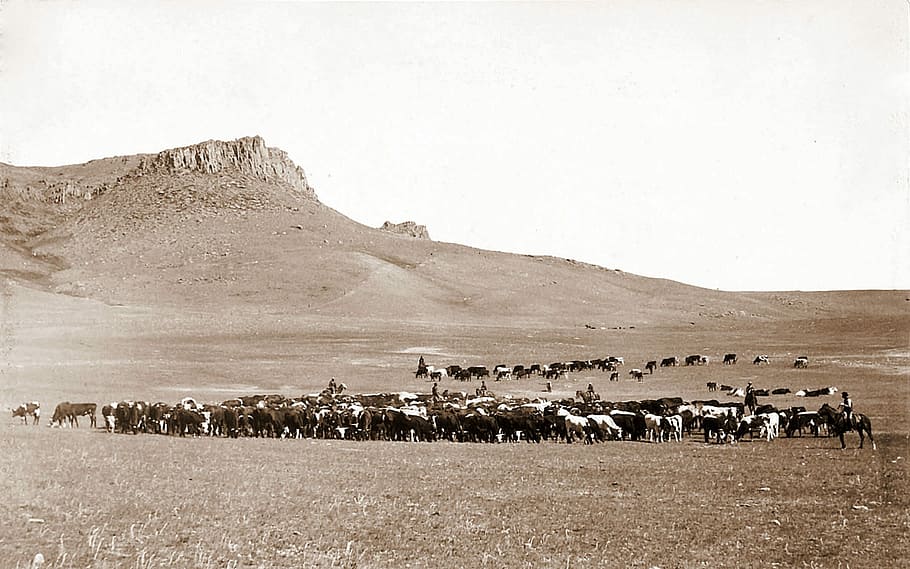 cattle roundup, great, falls, 1890s, Cattle, roundup, Great Falls, Montana, hills, public domain