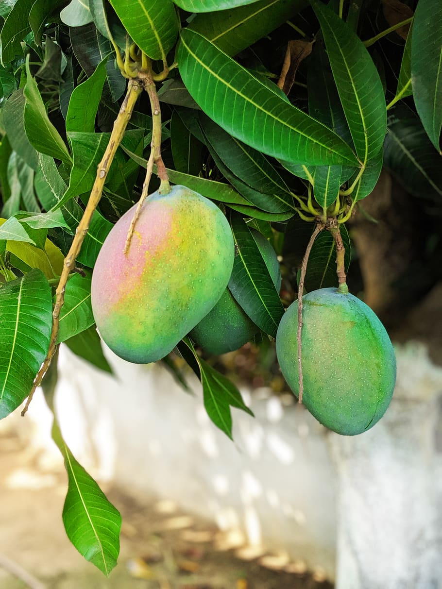 mango, fruit, tree, healthy, fresh, sweet, fruits, eat, food, garden