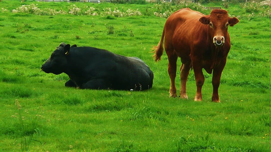 hitam, coklat, banteng, hijau, rumput, ternak, hewan, mamalia, hewan domestik, tema hewan