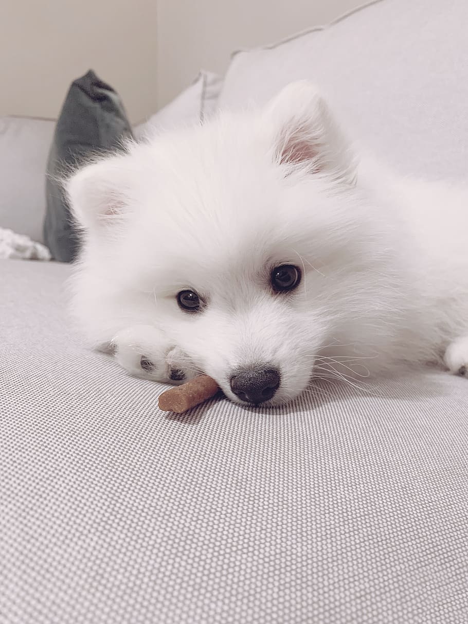 Japanese Tip The Japanese Spitz Puppy Spitz Cute White Fur Animals Pets Pxfuel