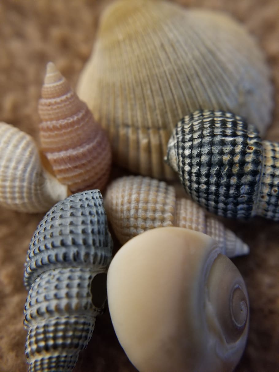 conchas, conchas marinas, playa, conchas pequeñas, peinado de playa, conchas en espiral, primer plano, sin gente, naturaleza muerta, enfoque selectivo