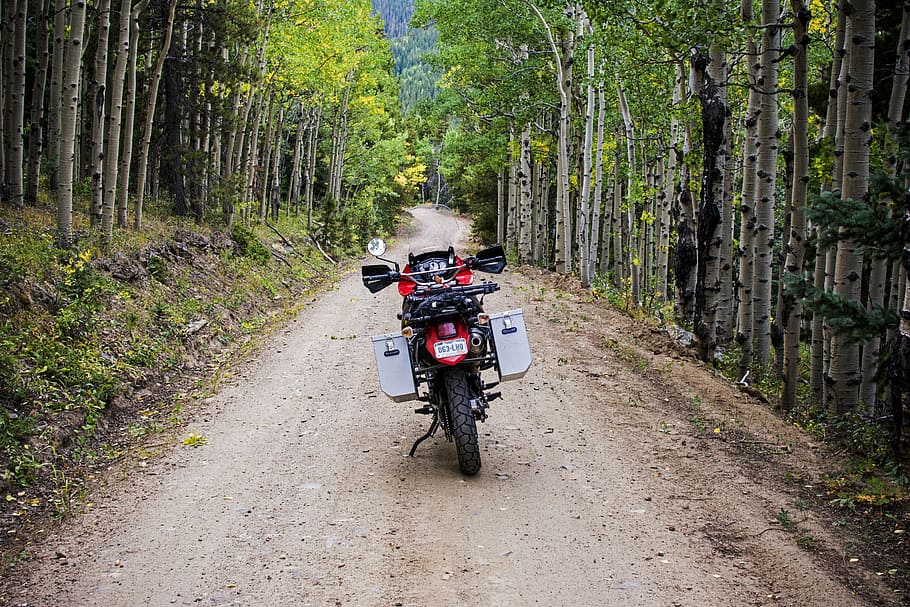 black, red, motorcycle, middle, trees, adventure, aspen, aspen trees, dirt bike, dirt road