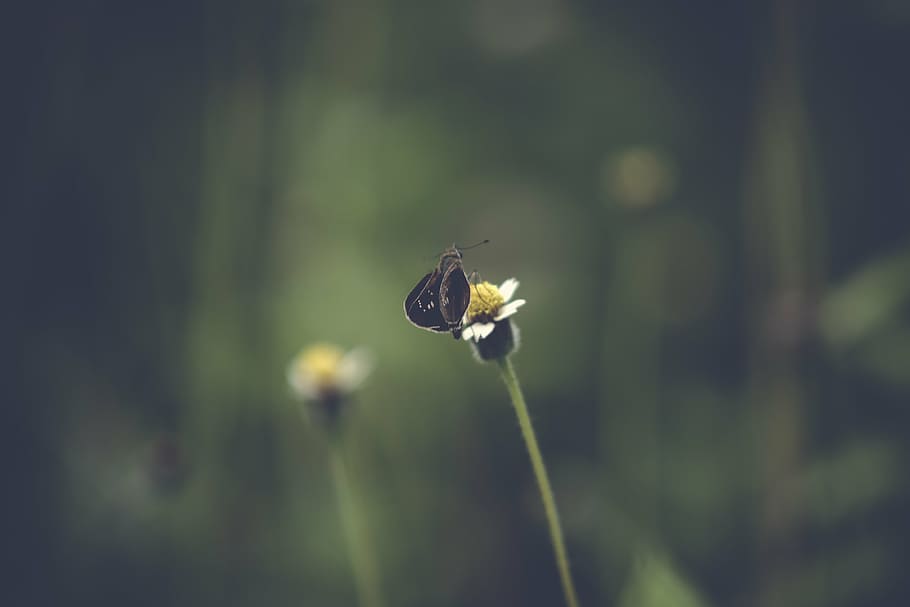 black, butterfly, perched, white, petaled flower, daytime, flower, nature, plant, insect
