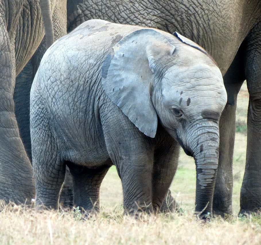 Elephant, Elephant, Calf, Wildlife, elephant, elephant baby, south africa, africa, mammal, animal wildlife, african elephant