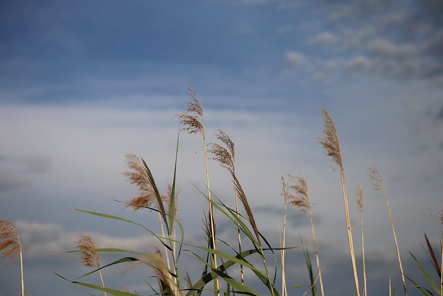 cane, grass, dramatic sky, water canal, nature, summer, plant, growth, beauty in nature, sky