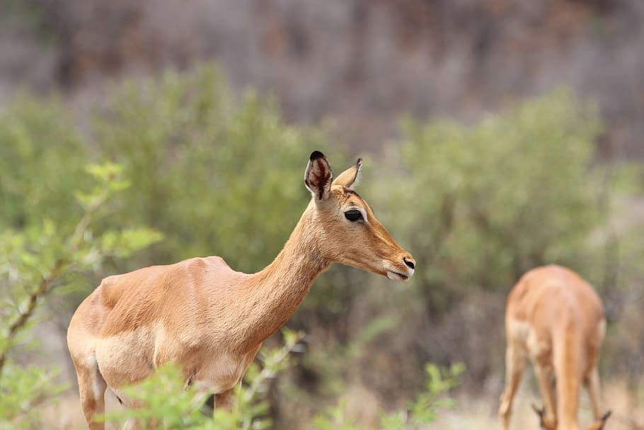 South Africa, Pilanesberg, National Park, pilanesberg, wilderness, impala, antelope, wildlife, nature, animal, animals In The Wild