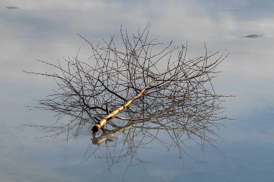 Вода ветки