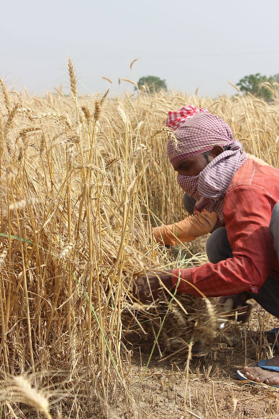 homem, exploração, planta de trigo, Campos de trigo, Punjab, Patiala, Homens, agricultor, Índia, pessoas