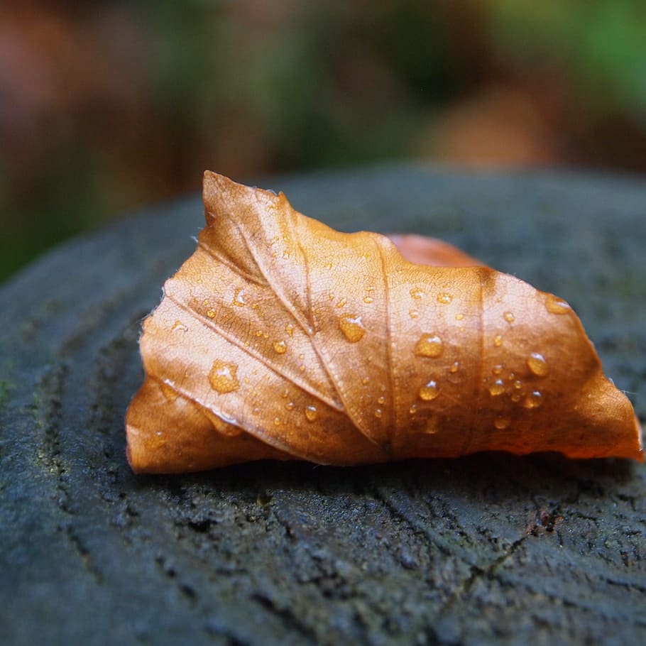 curled, drops, sheet, tree stump, nature, autumn, fall colors, close-up, plant part, leaf