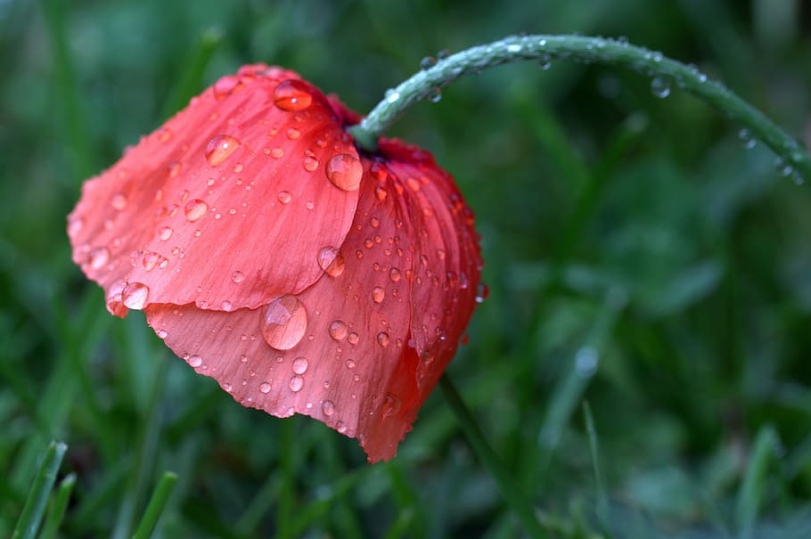 red, poppy flower, water droplets, poppy, papaver rhoeas, klatschmohn, wet, raindrop, meadow, nature