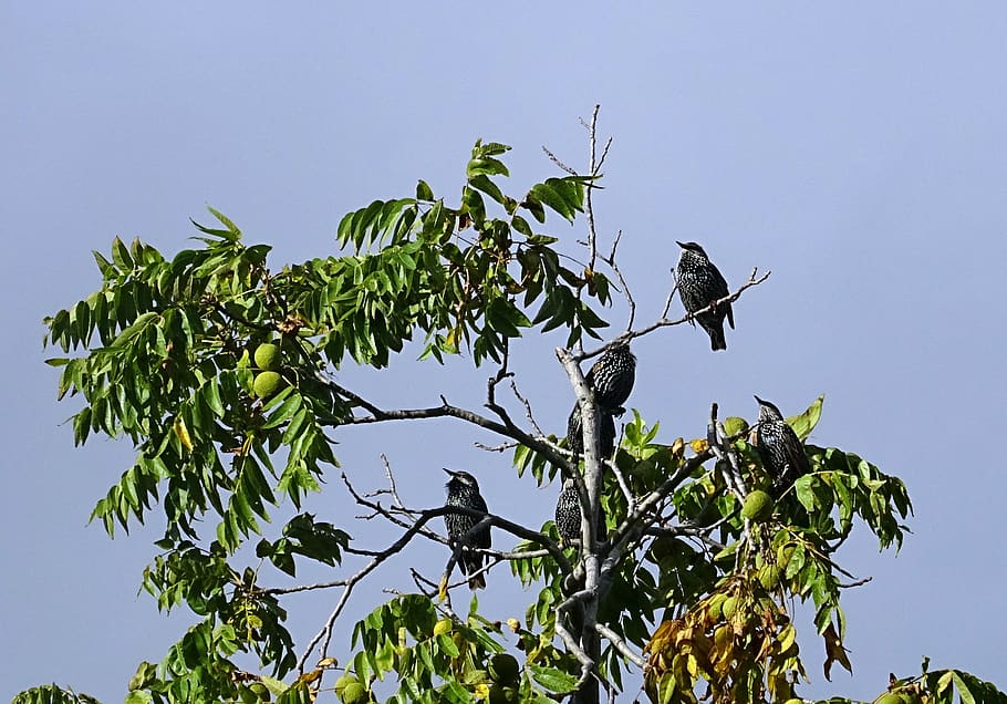 european starling, common starling, sturnus vulgaris, starling, bird, wildlife, walnut tree, juglans nigra, eastern black walnut, flora