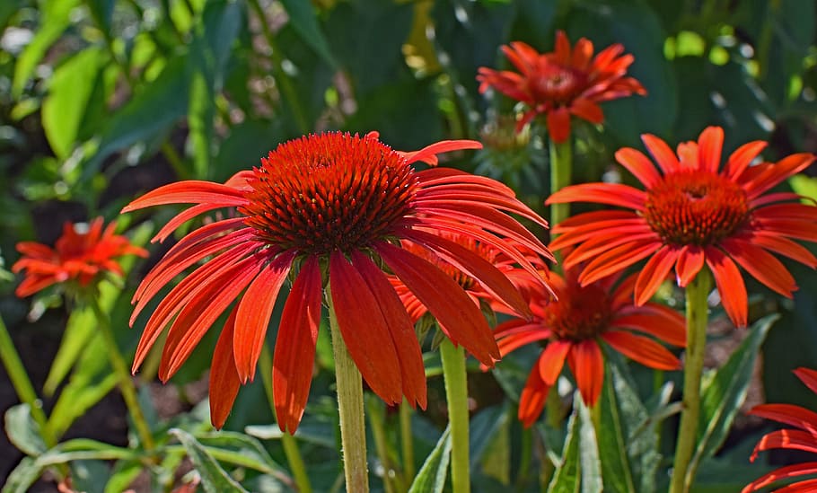 red-orange echinacea, echinacea, cone flower, medicinal, garden, summer, blossom, bloom, plant, nature