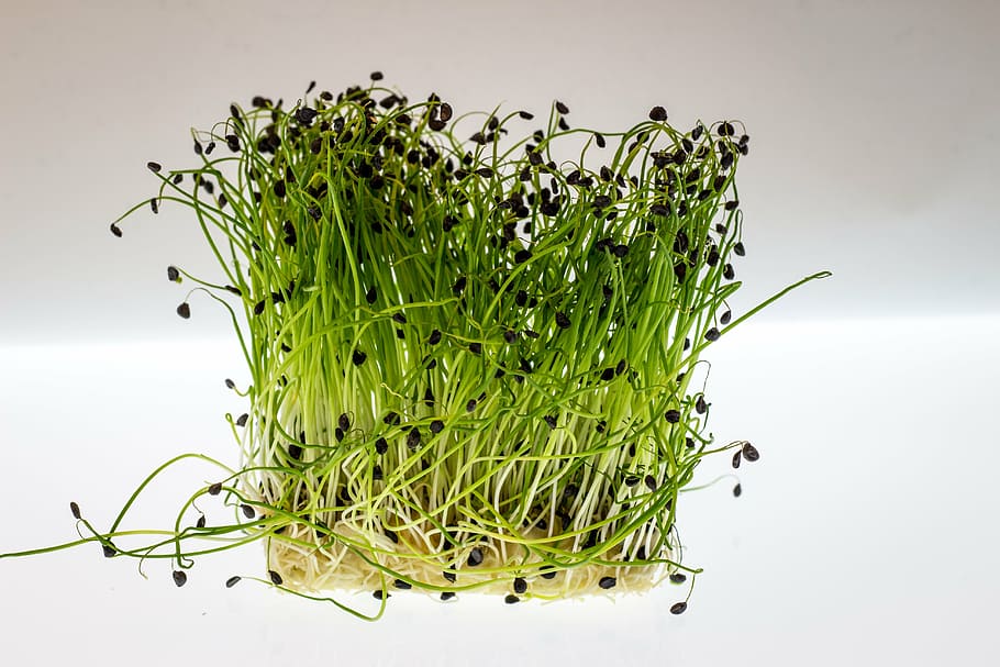 tanaman daun hijau, selada air, selada, makanan, sehat, hijau, segar, tanaman, biji, makan