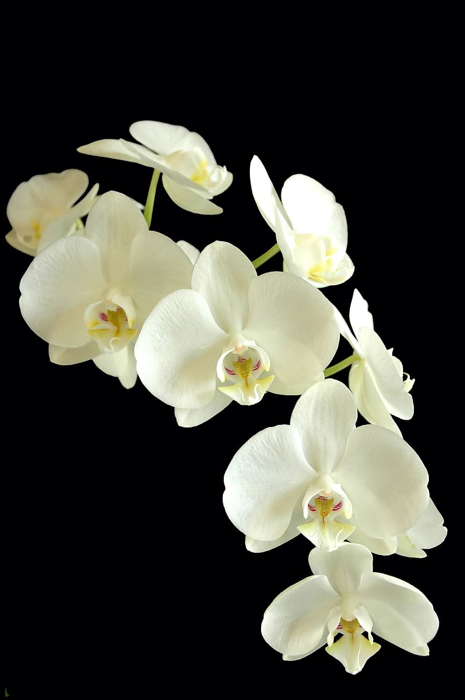 white moth orchid, phanaelopsis, orchid, flower, white and black, flora, plant, flowering plant, beauty in nature, petal