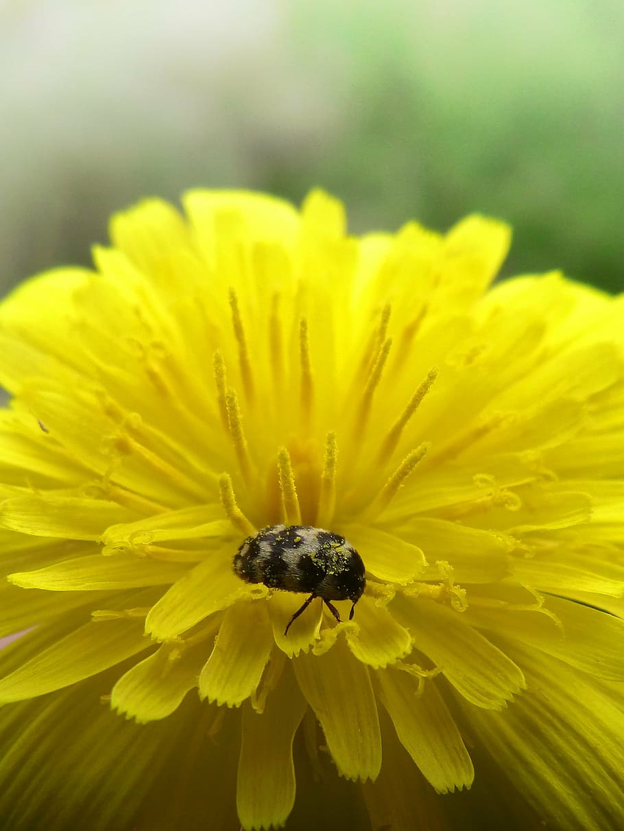 flower, dandelion, beetle, zigzag, yellow flower, nature, bee, close-up, insect, macro