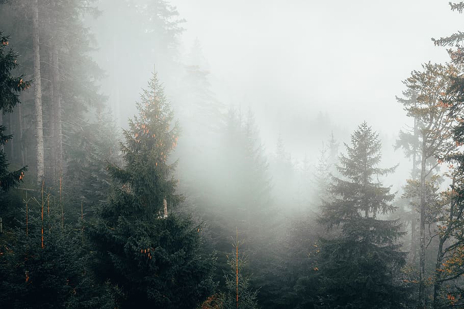bosque, niebla, árboles, naturaleza, invierno, paisaje, luz, cuentos de hadas, magia, estado de ánimo