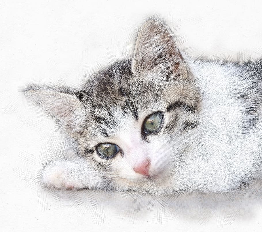 silver, tabby, kitten painting, cat, animal, furry, cute, closeup, cat eyes, grey