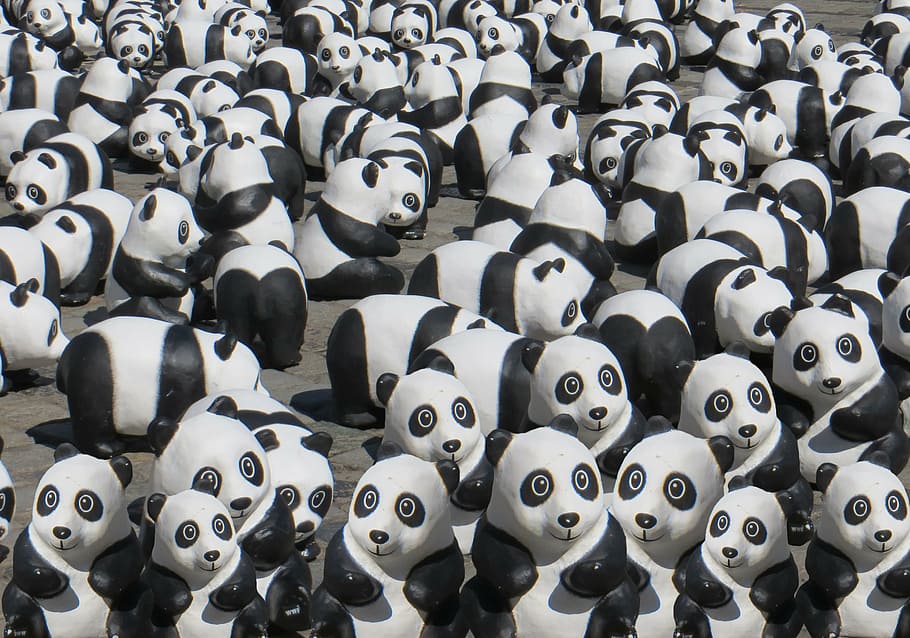 grup, wallpaper panda, beruang panda, hewan, beruang, panda, hitam dan putih, kelompok besar objek, kelimpahan, tidak ada orang
