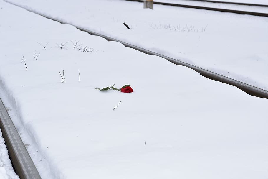 red rose in snow, eternal love symbol, railway, true love never dies, love conquers all, winter, remembering all victims, of suicide on rail, snowy, romantic
