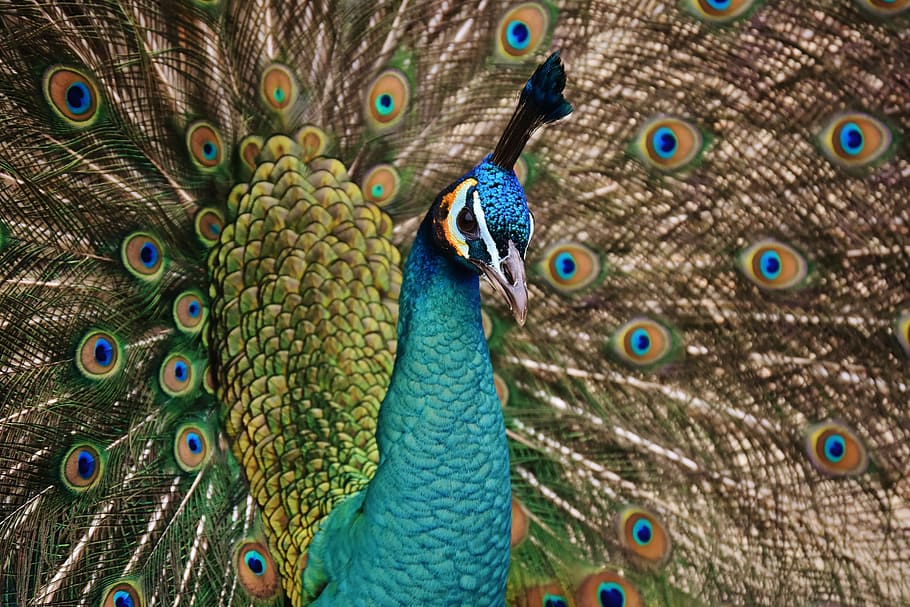blue, green, orange, peacock, bird, colorful, animal, feather, poultry, iridescent