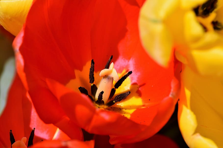 tulip, schnittblume, bunga musim semi, cap, benang sari, kelopak, mekar, bunga, taman, taman bunga