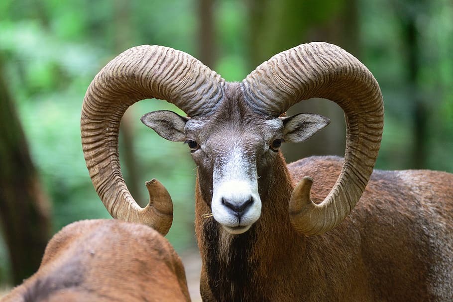 mouflon, aries, animal, deer park, wildlife park, horns, animal themes, mammal, one animal, domestic animals