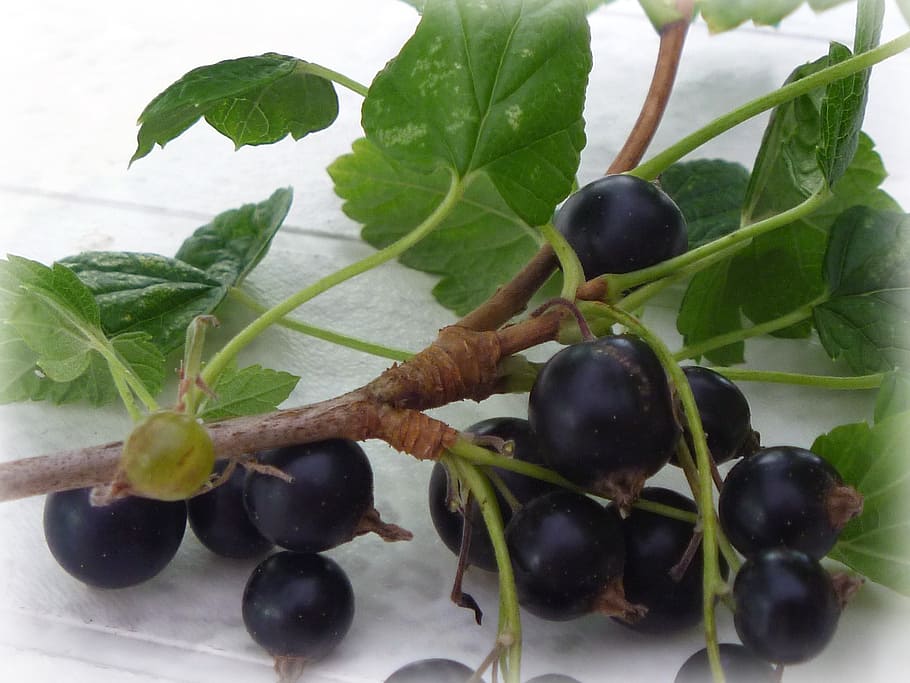 blackcurrant, berry, currant, food and drink, food, plant part, leaf, fruit, healthy eating, freshness