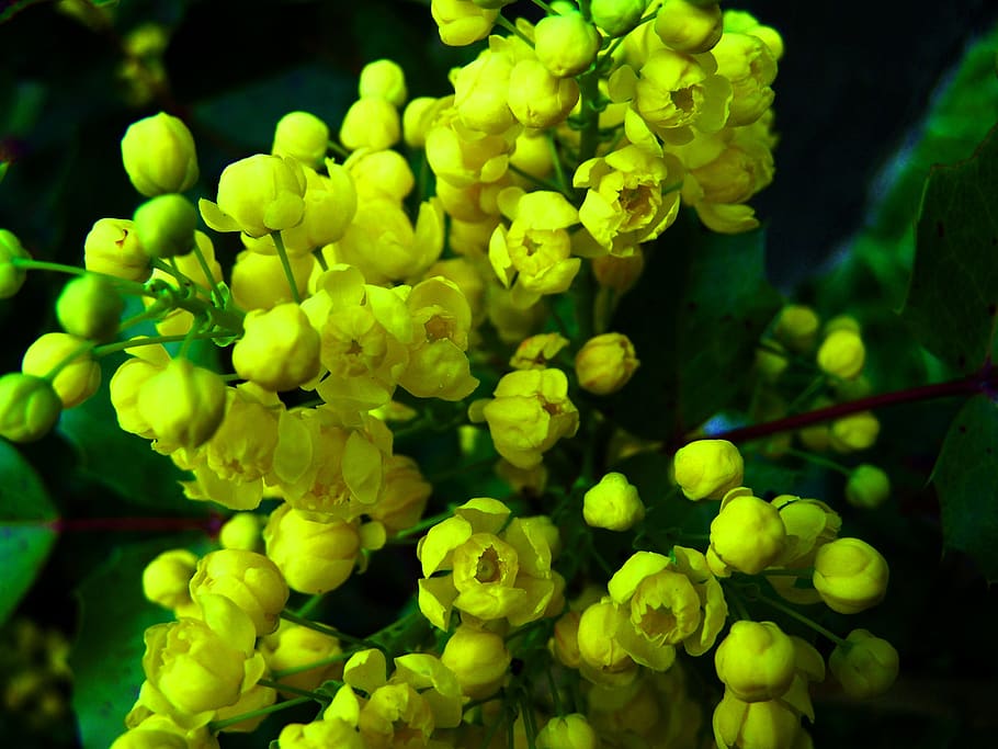mahonia, yellow flower, spring, growth, plant, freshness, green color, beauty in nature, close-up, vulnerability