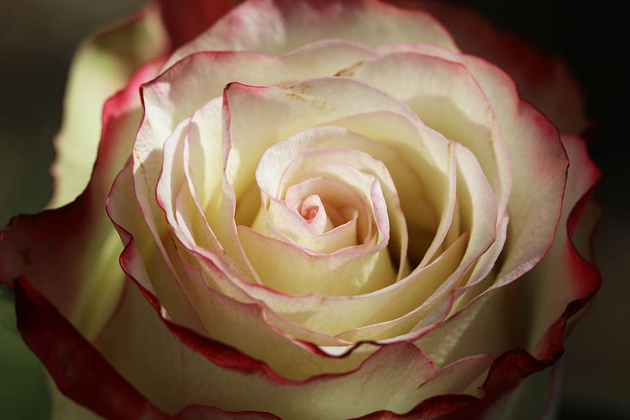 pink, love, heart, red, flower, form, petals, rosebush, macro, wedding