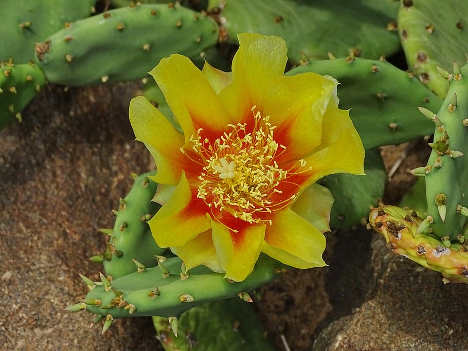 cactus, flor, flor de cactus, África, planta, amarillo, naranja, rojo, verde, después de la grabación