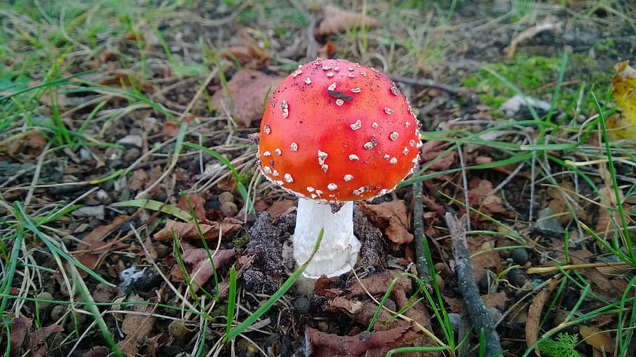 Fly Agaric, Nature, Forest, gift, red, spotted, dry leaves, autumn, autumn forest, fungus