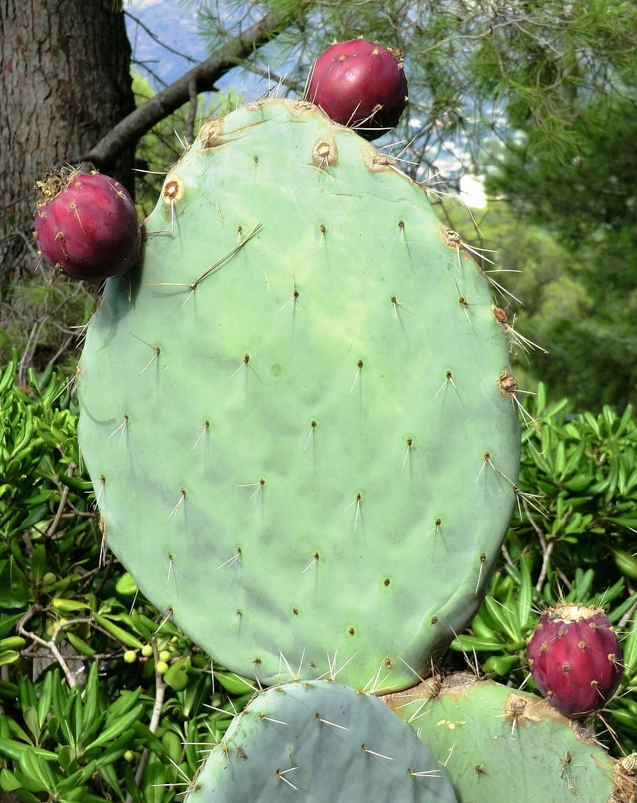 Cactus, Prickly, Nature, Thorns, green, prickly pear, south of france, fruit, food and drink, apple - fruit