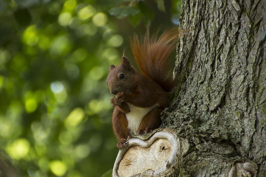 Animal, Squirrel, Nature, Rodent, creature, animal world, cute, wildlife photography, log, gnaw