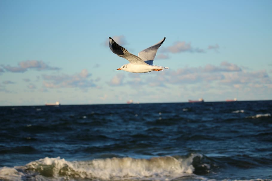 sea, seagull, afraid, the baltic sea, one animal, flying, fish, nature, water, animals in the wild