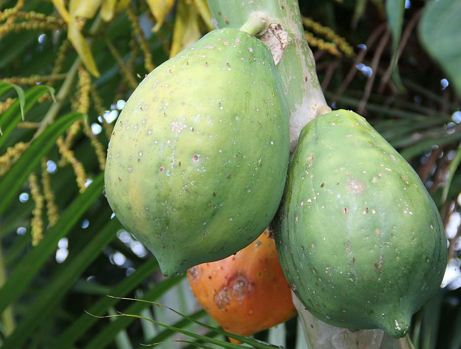 ripe papaya, unripe papaya, carica papaya, exotic, exotic fruits, fruit, melon tree crop, papaya tree, tropical nutzpflanze, tropical