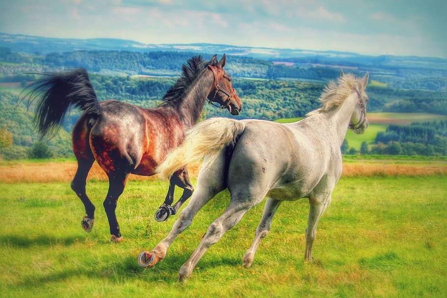 time lapse photography, two, white, brown, running, Horses, Gallop, Meadow, Mold, Pasture