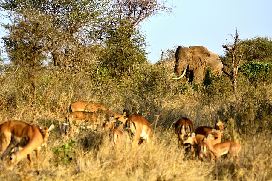 deers, elephant, field, impala, gazella, amboseli, africa, kenya, safari, national park