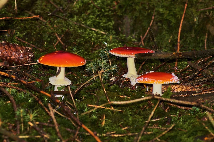 mushroom, toadstool, rac, nature, autumn, cap, season, wood, moss, uncultured