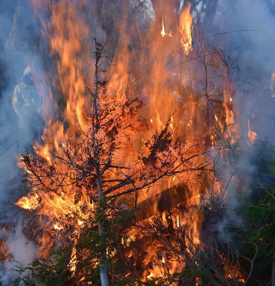 easter fire, branches, leaves, fire, green, easter, burning, tree, fire - natural phenomenon, flame