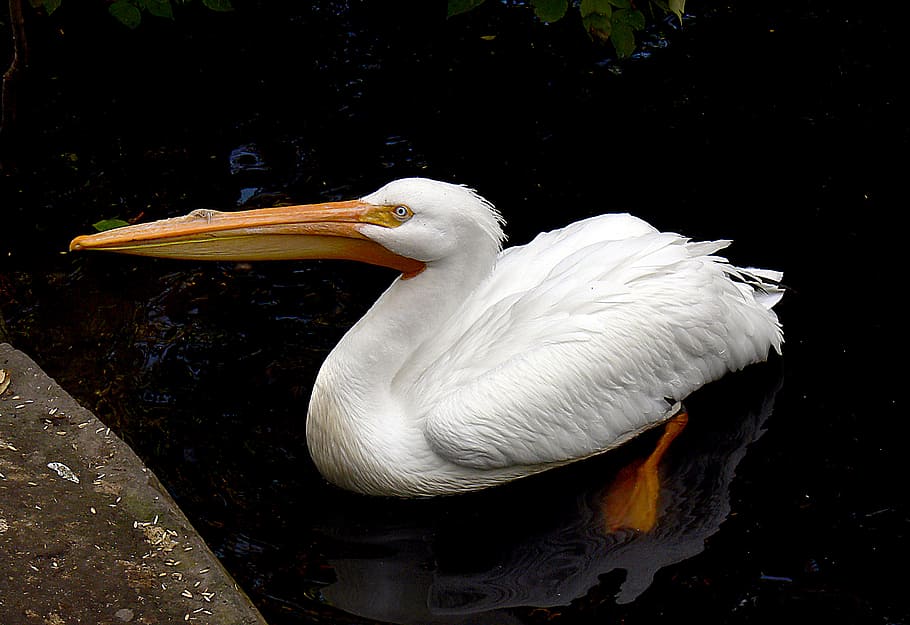 American White Pelican, Calgary, Zoo, pato blanco, animales en la naturaleza, fauna animal, vertebrados, temas de animales, animal, pájaro