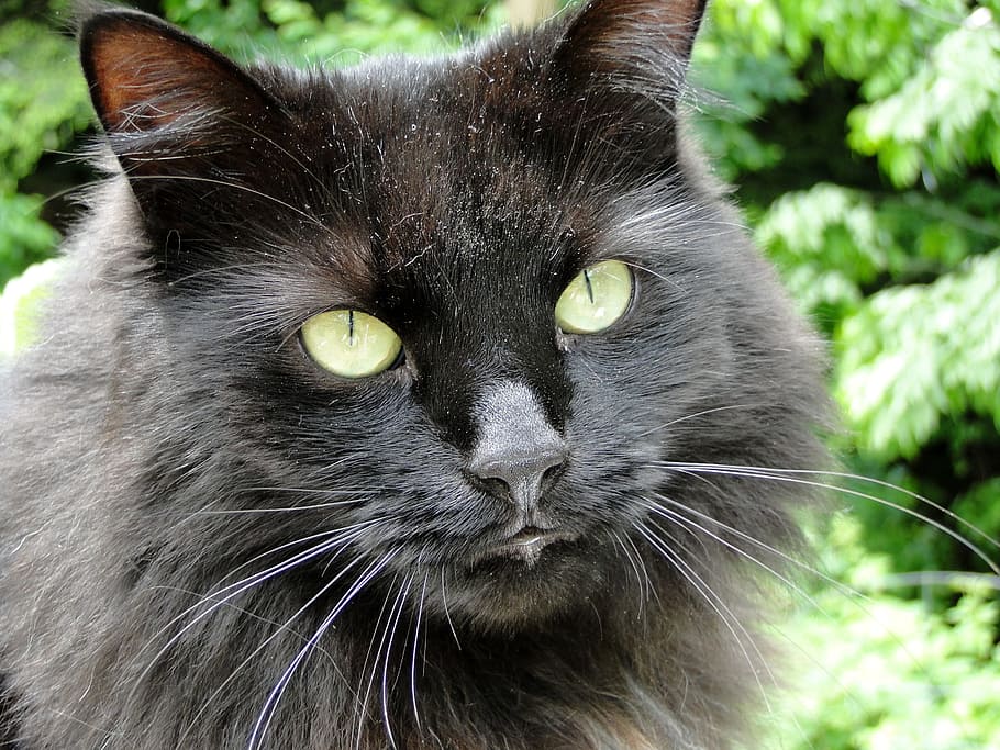 灰色のペルシャ猫, 猫, 黒, 動物, ペット, 顔, 目, ペット頭, 日, 動物の目