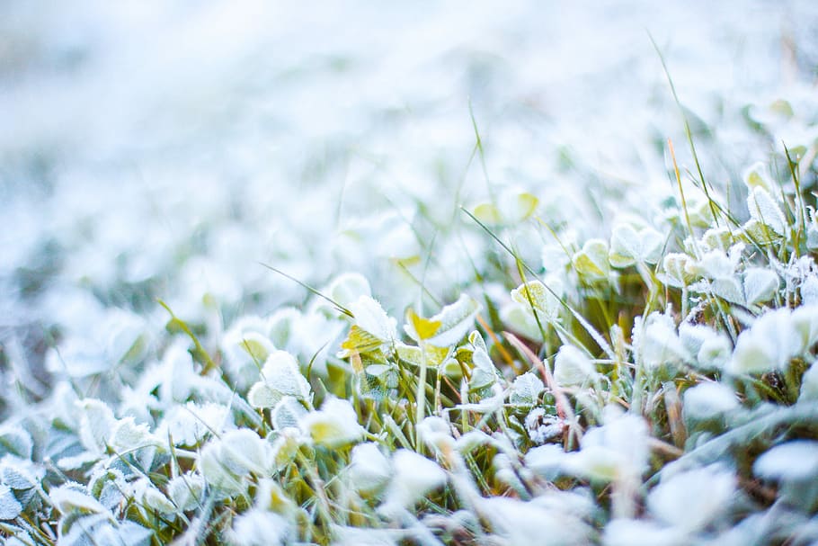 Mañana, congelado, hierba, escarcha, frío, verde, naturaleza, blanco, invierno, primer plano