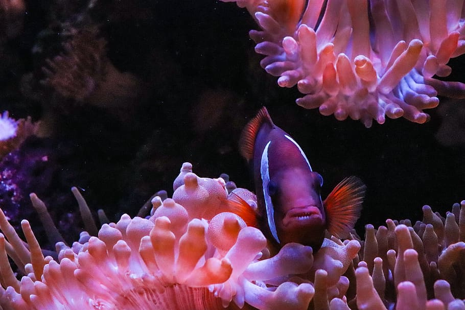 anemone, fish, underwater, aquarium, nature, reef, anemone fish, hidden, coral, tropical