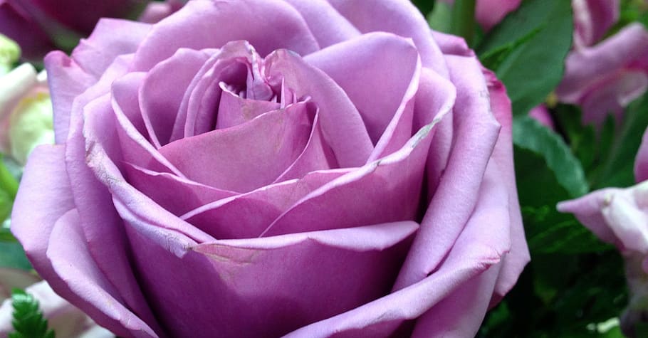 rosa, lila, violeta, flor, púrpura, planta floreciendo, planta, belleza en  la naturaleza, primer plano, vulnerabilidad | Pxfuel