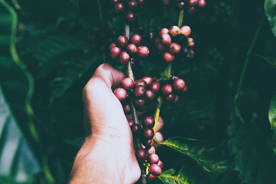 person, holding, coffee beans, oval, red, fruits, cherry, hand, plant, garden