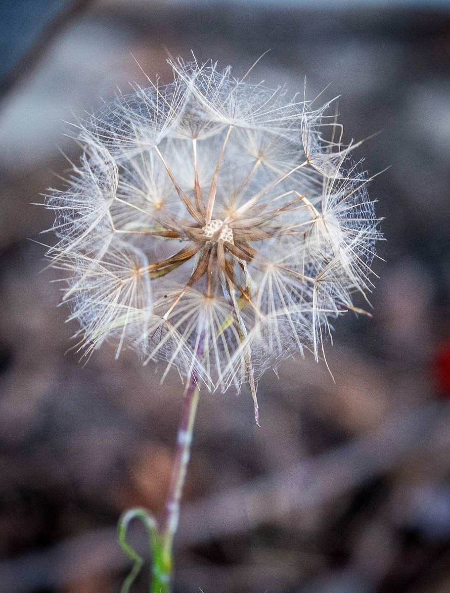 dandelion, withered, nature, spring, flowers, seeds, close, common dandelion, macro, blossom