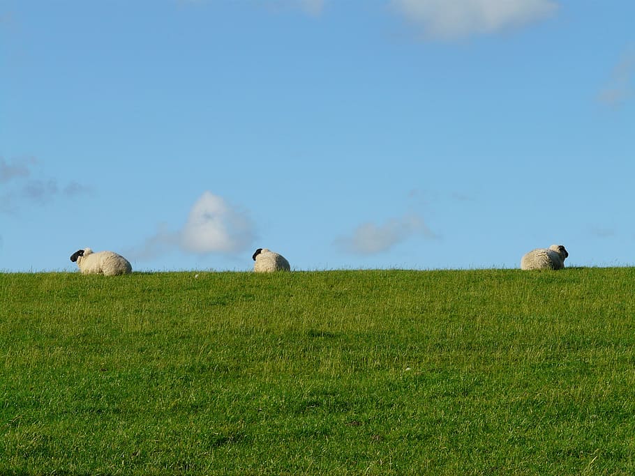 herd, sheep, green, grass field, group, rest, concerns, graze, wool, rhön sheep